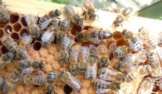 Hiiumaal on avastatud ohtliku meemesilaste haudmehaiguse Ameerika haudmemädaniku viis kollet. Haigestunud mesilaste mett ei tohi müüa.
