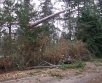 Pühapäeval said päästjad tugeva tuule tõttu üle Eesti 53 väljakutset.