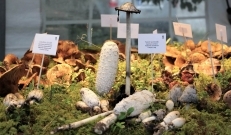 Täna, 14. septembril, avati Eesti Loodusmuuseumi sisehoovis suur seenenäitus, mis pakub ülevaadet tänavusest seeneaastast. Kümne päeva jooksul pakutakse ka rohkelt eriüritusi. Näitust saab vaadata 23. septembrini.